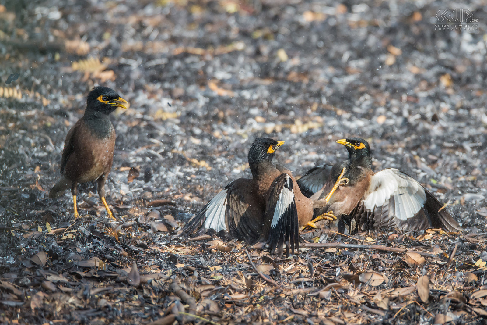 Kabini - Fighting Jungle mynas We also encountered some jungle mynas (Acridotheres fuscus) that were engaged in a fierce fight. The third bird seemed to be the 'referee'. Stefan Cruysberghs